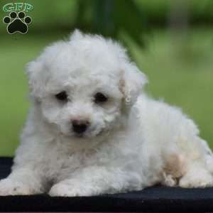 Jared, Bichon Frise Puppy